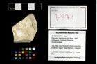 Foto (Objekt + Etikett) von Pithonoton marginatum (von Meyer, 1842)  (NHMW-GEO-2014-0194-0871)